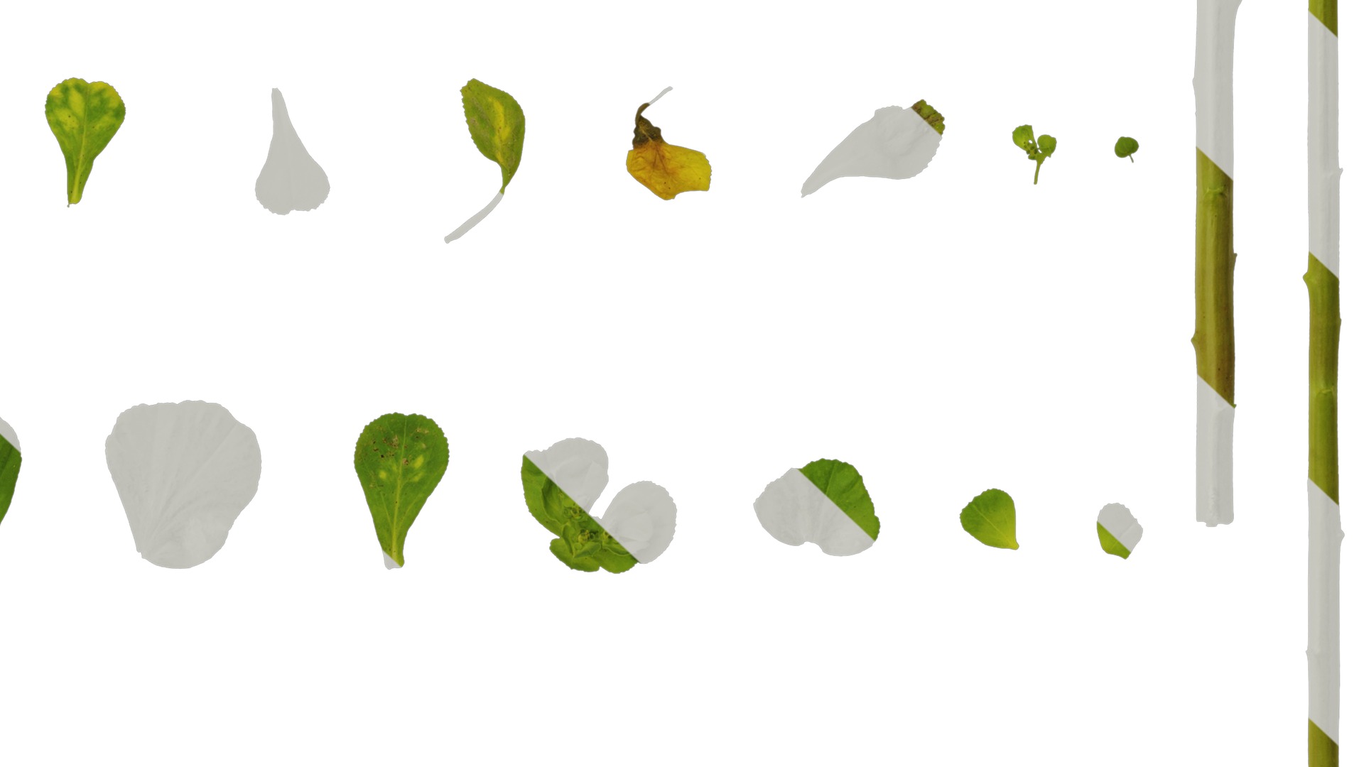 Anydrafts Euphorbia helioscopia Leaf 01 Texture_6