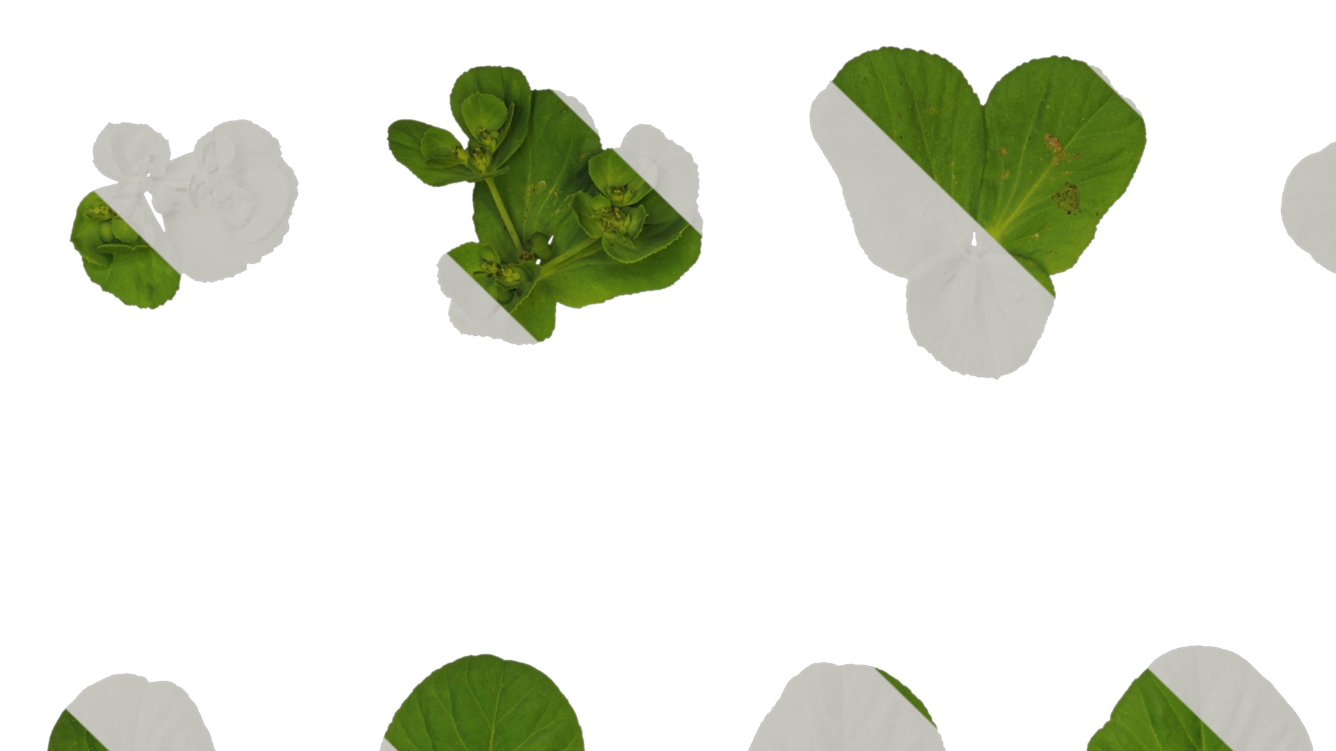 Anydrafts Euphorbia helioscopia Leaf 01 Texture_1