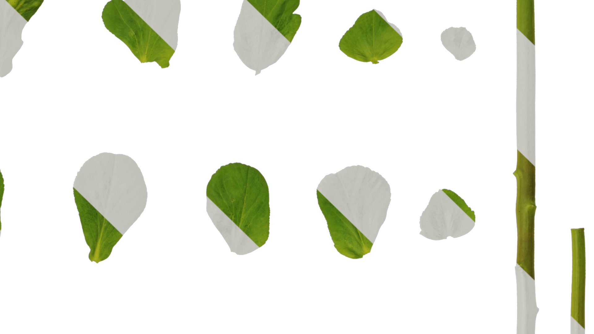 Anydrafts Euphorbia helioscopia Leaf 01 Texture_4