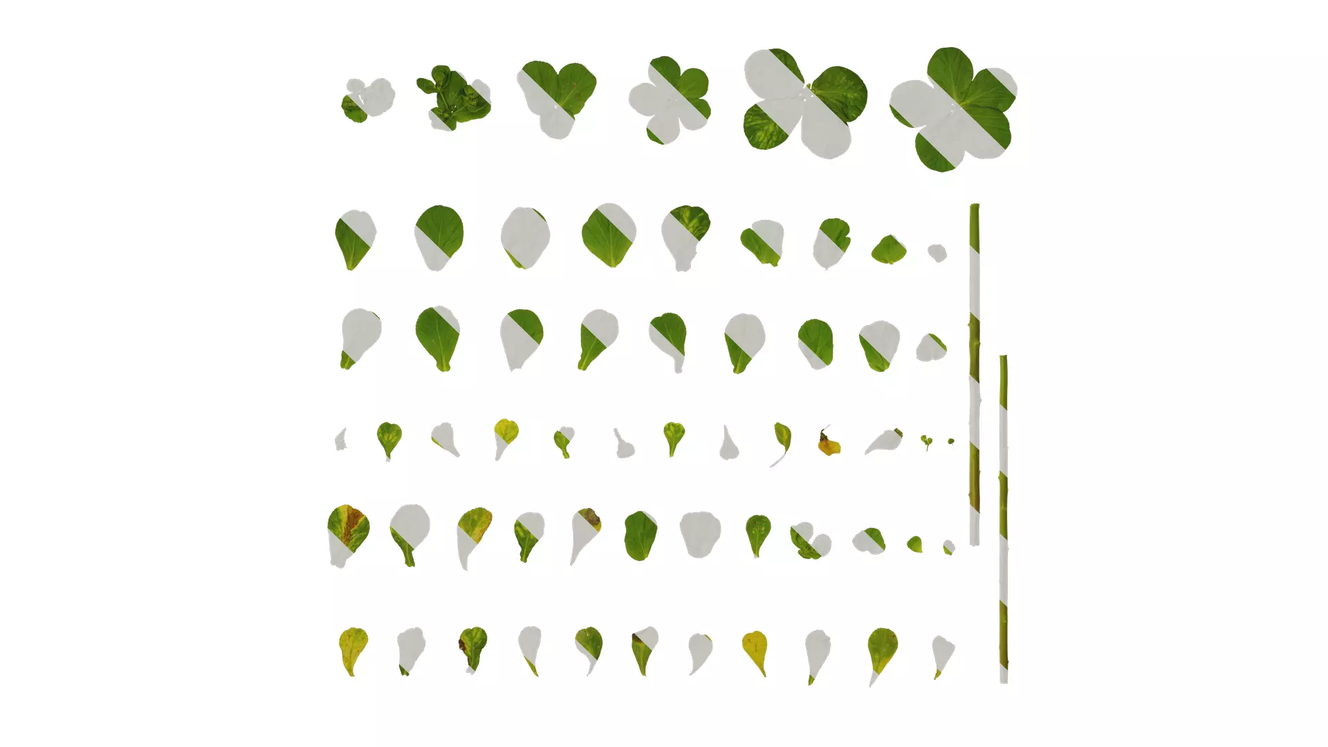 Anydrafts Euphorbia helioscopia Leaf 01 Texture_0