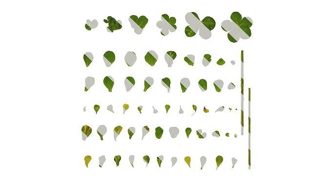 Anydrafts Euphorbia helioscopia Leaf 01 Texture