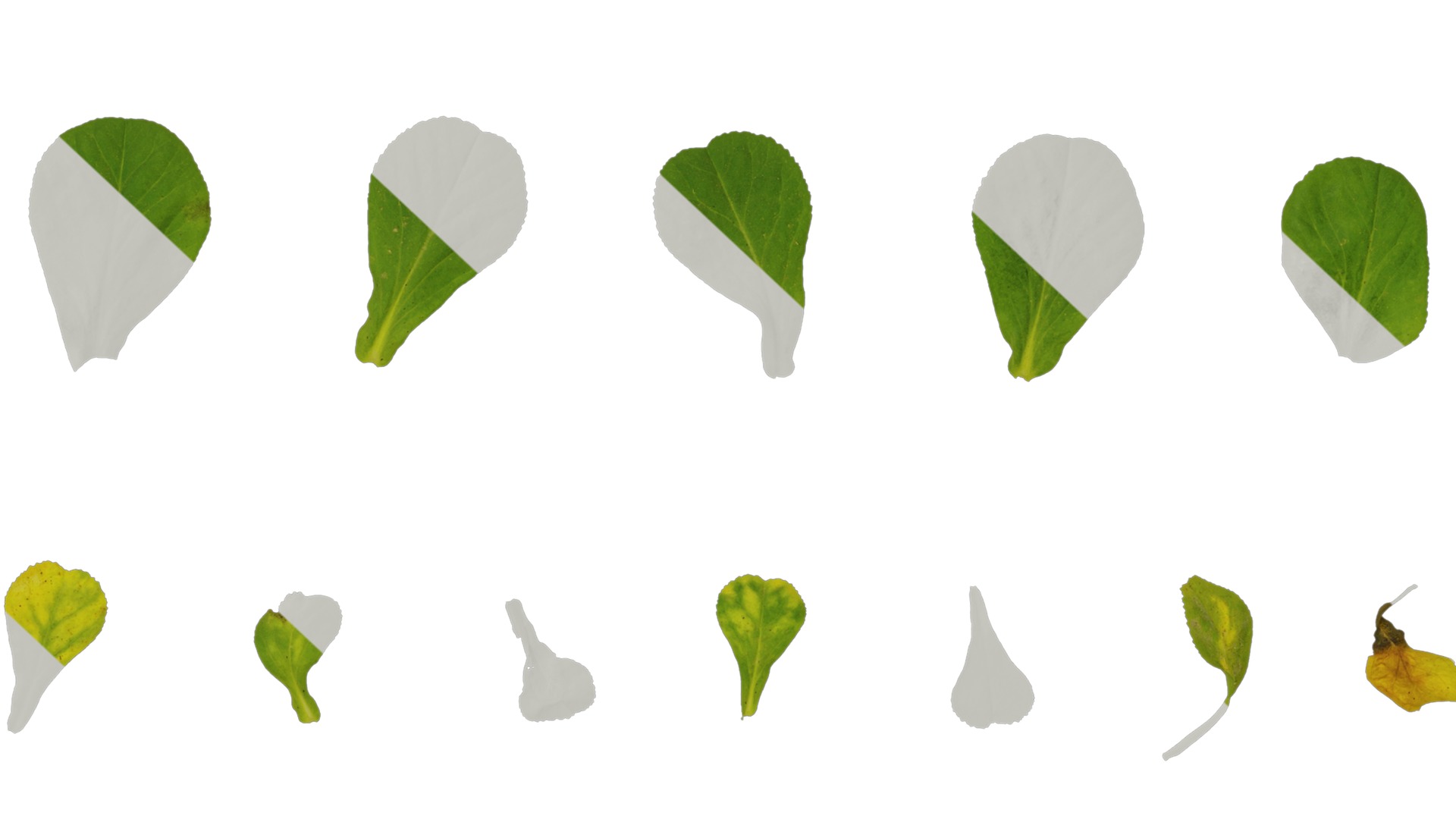 Anydrafts Euphorbia helioscopia Leaf 01 Texture_7