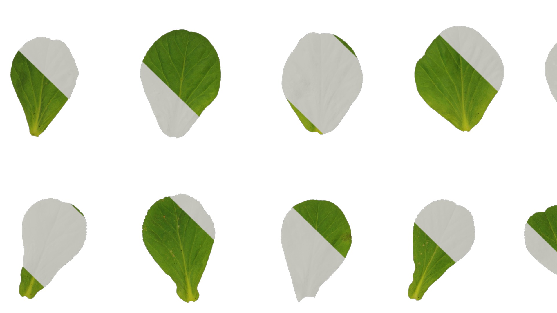 Anydrafts Euphorbia helioscopia Leaf 01 Texture_3