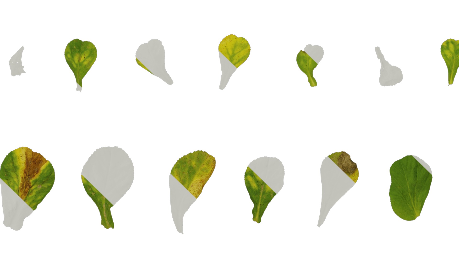 Anydrafts Euphorbia helioscopia Leaf 01 Texture_5