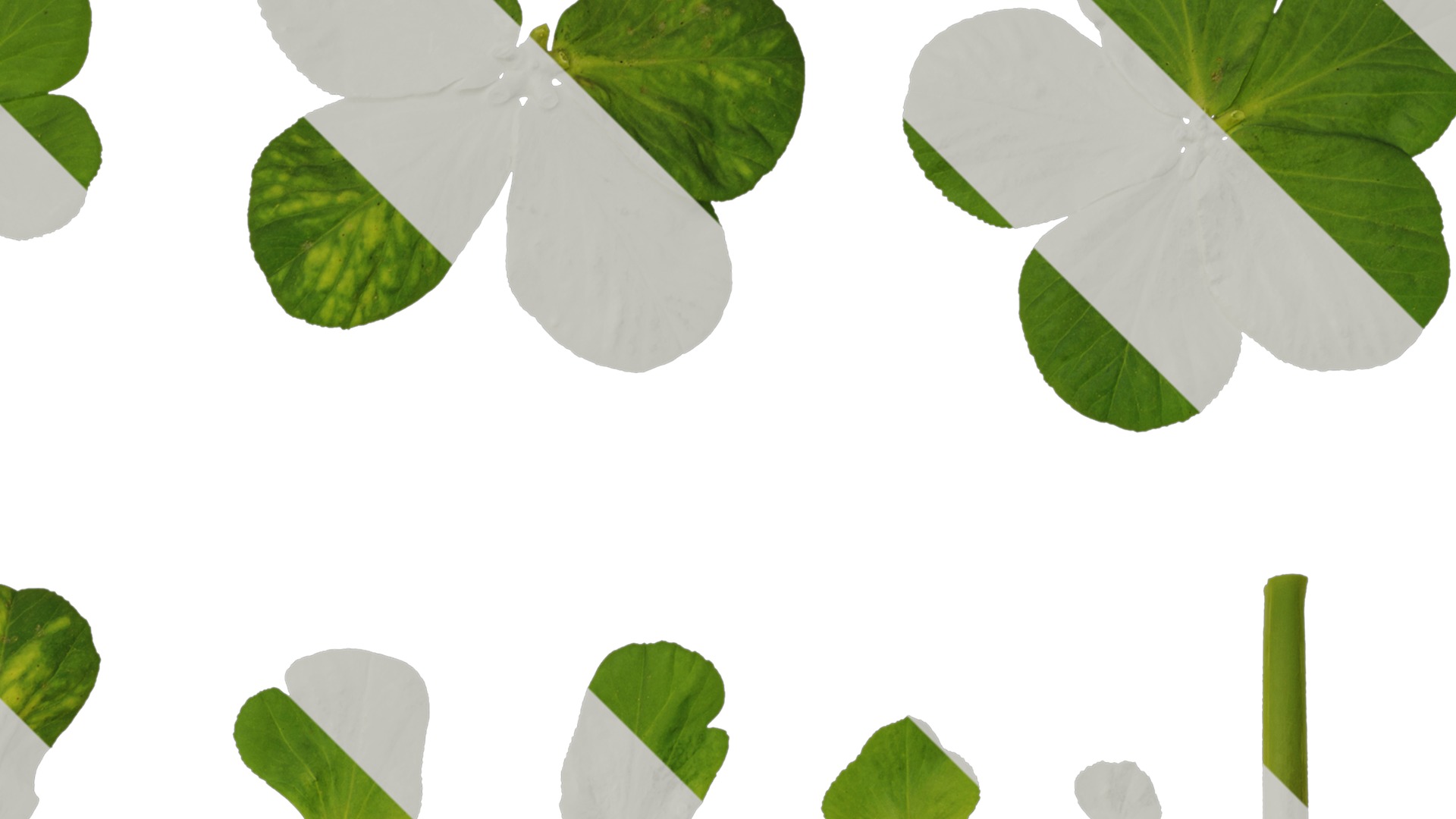 Anydrafts Euphorbia helioscopia Leaf 01 Texture_2