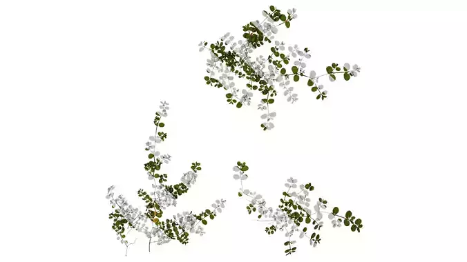 Anydrafts Euphorbia humifusa Atlas 01