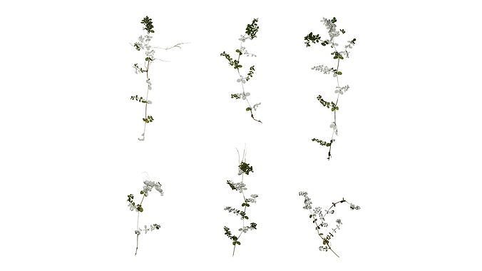 Anydrafts Euphorbia humifusa Atlas 02 Texture