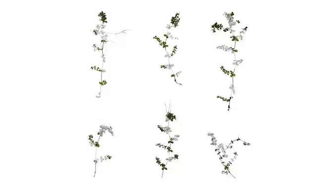 Anydrafts Euphorbia humifusa Atlas 02