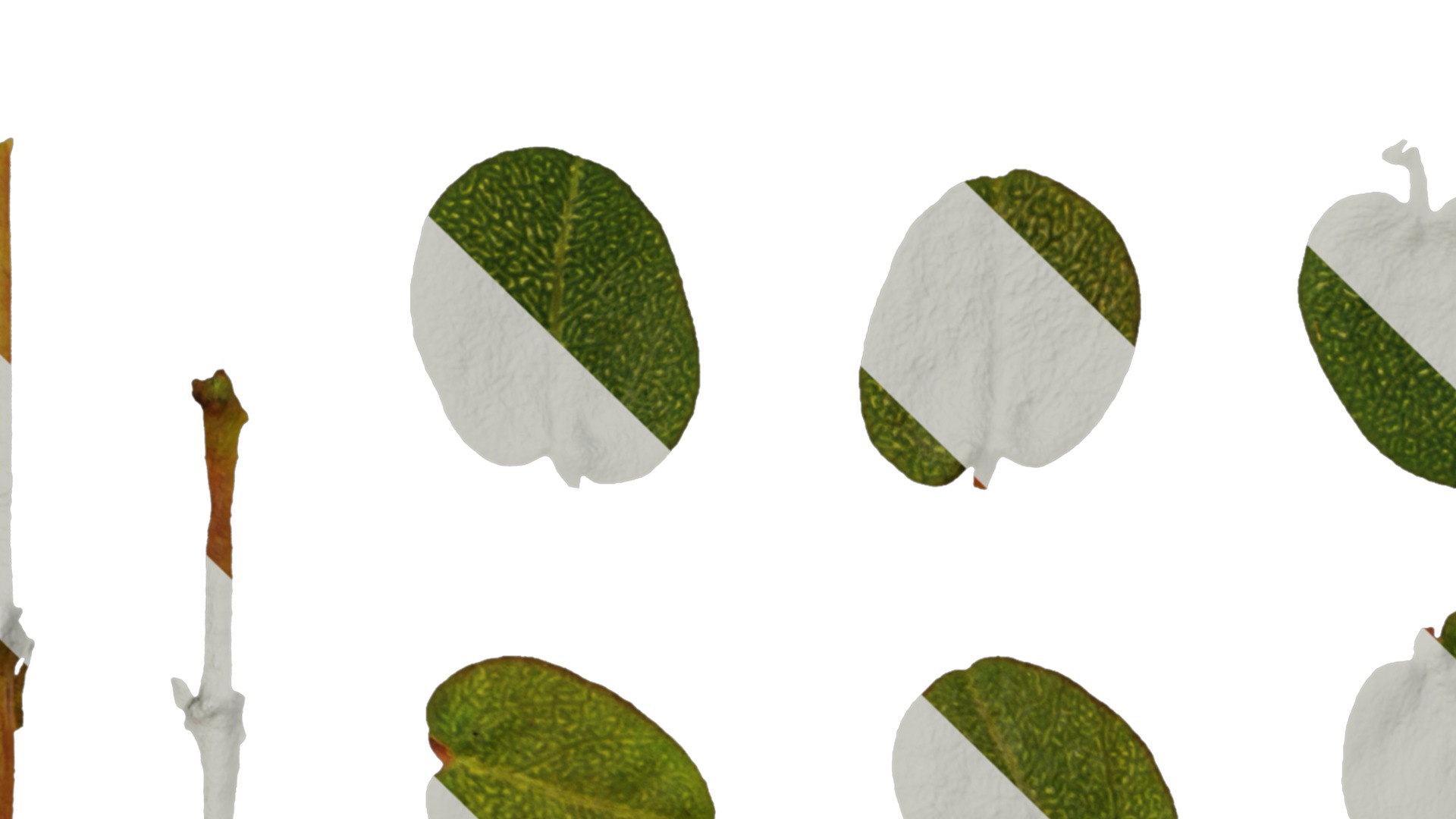 Anydrafts Euphorbia humifusa Atlas 03 Texture_3