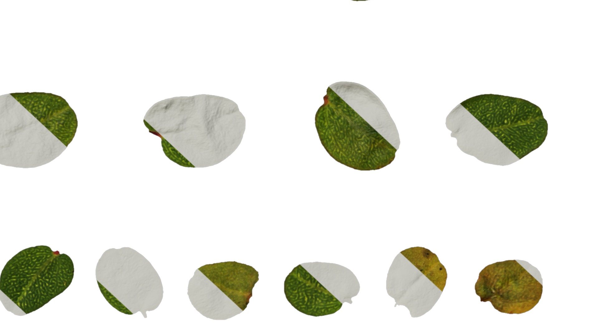 Anydrafts Euphorbia humifusa Atlas 03 Texture_6