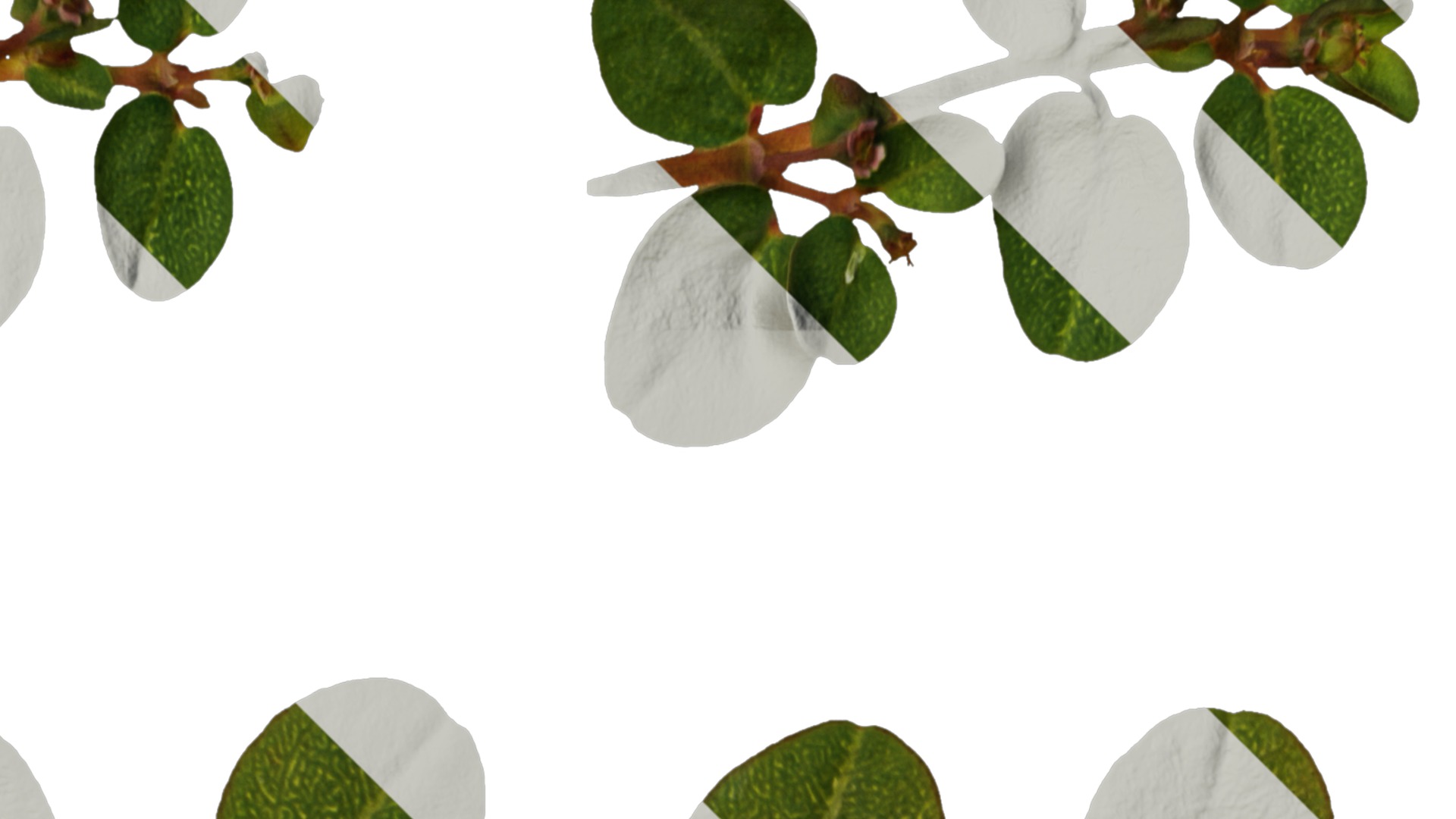 Anydrafts Euphorbia humifusa Atlas 03 Texture_2