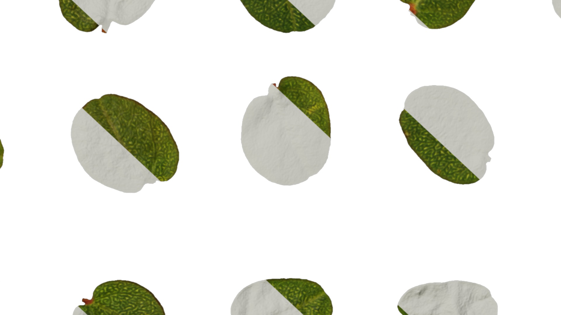 Anydrafts Euphorbia humifusa Atlas 03 Texture_7