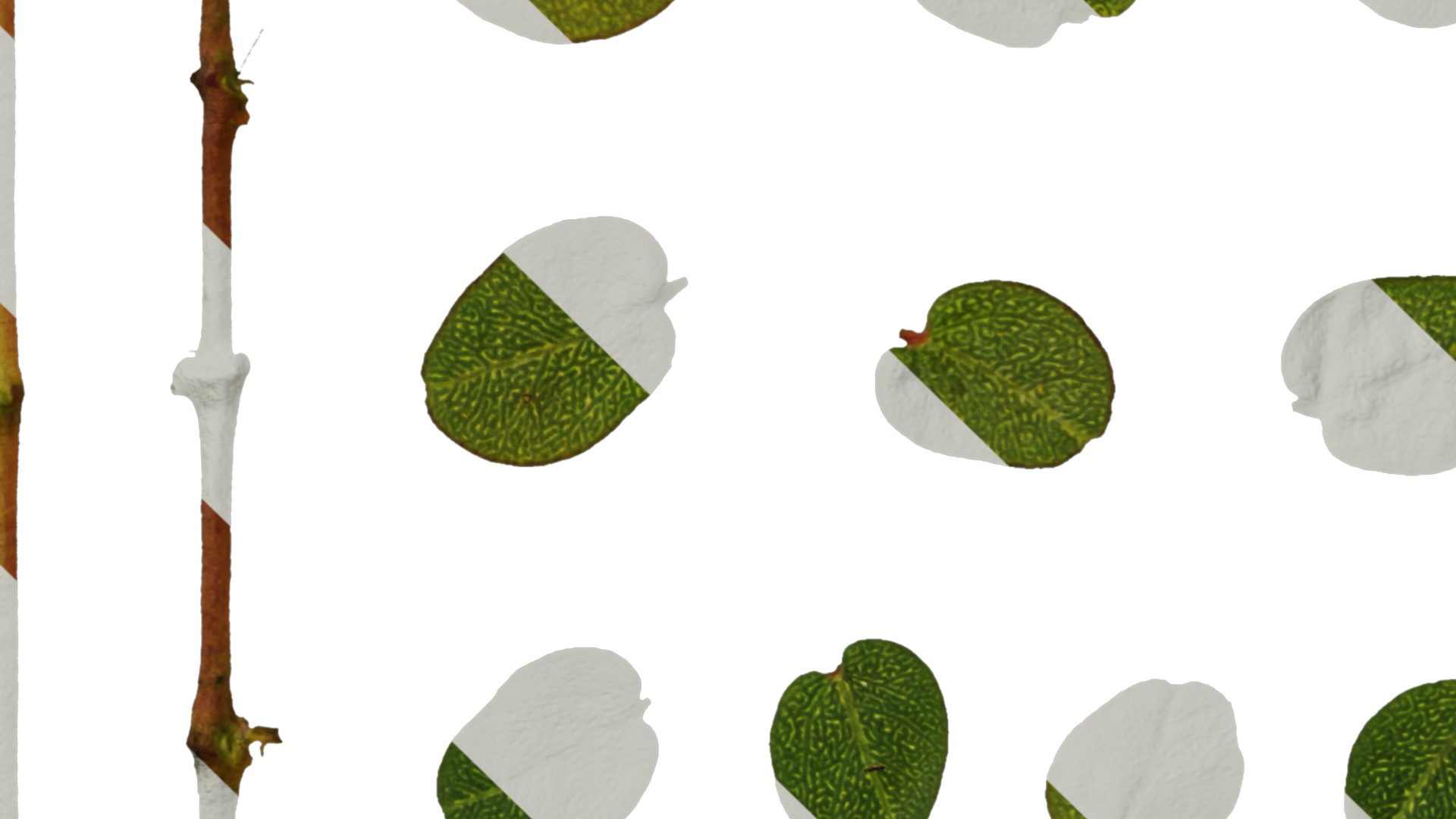 Anydrafts Euphorbia humifusa Atlas 03 Texture_5