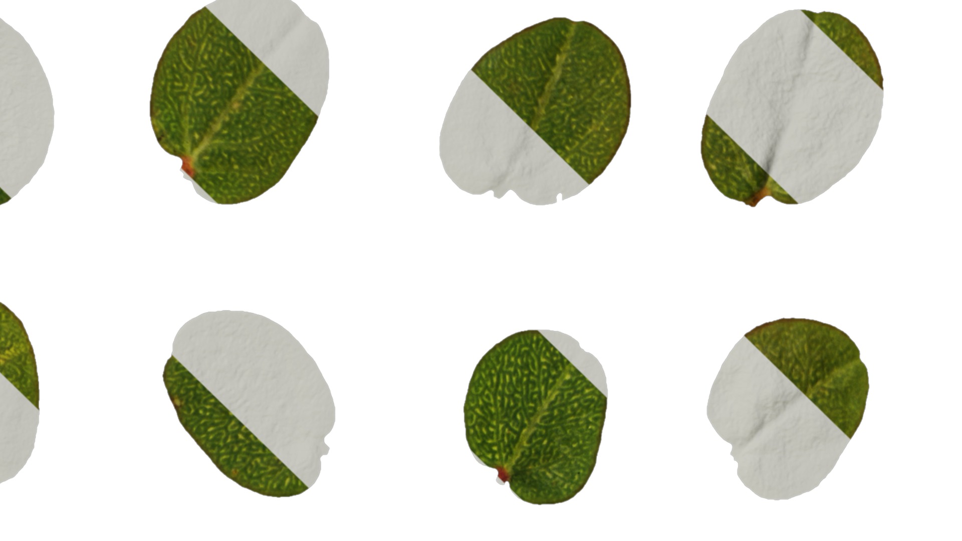 Anydrafts Euphorbia humifusa Atlas 03 Texture_4