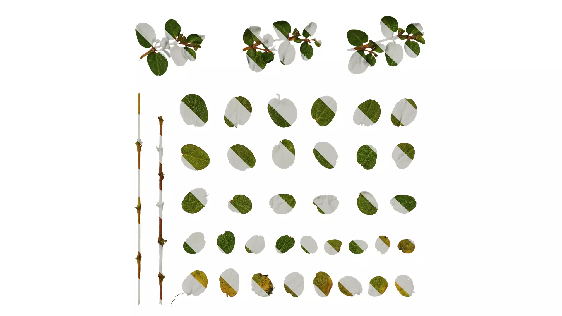 Anydrafts Euphorbia humifusa Atlas 03 Texture_0