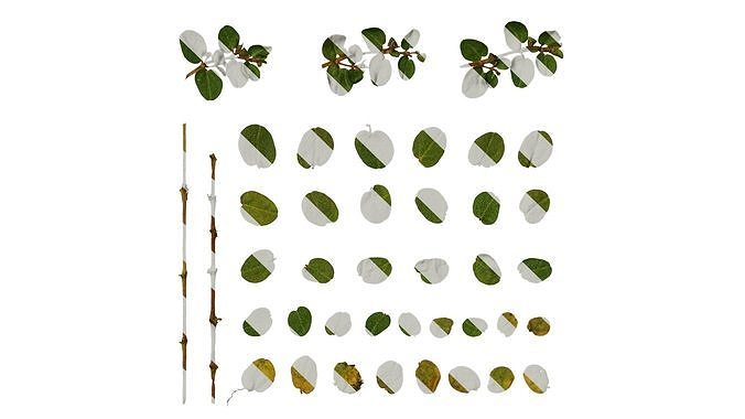 Anydrafts Euphorbia humifusa Atlas 03 Texture