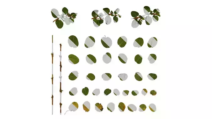 Anydrafts Euphorbia humifusa Atlas 03