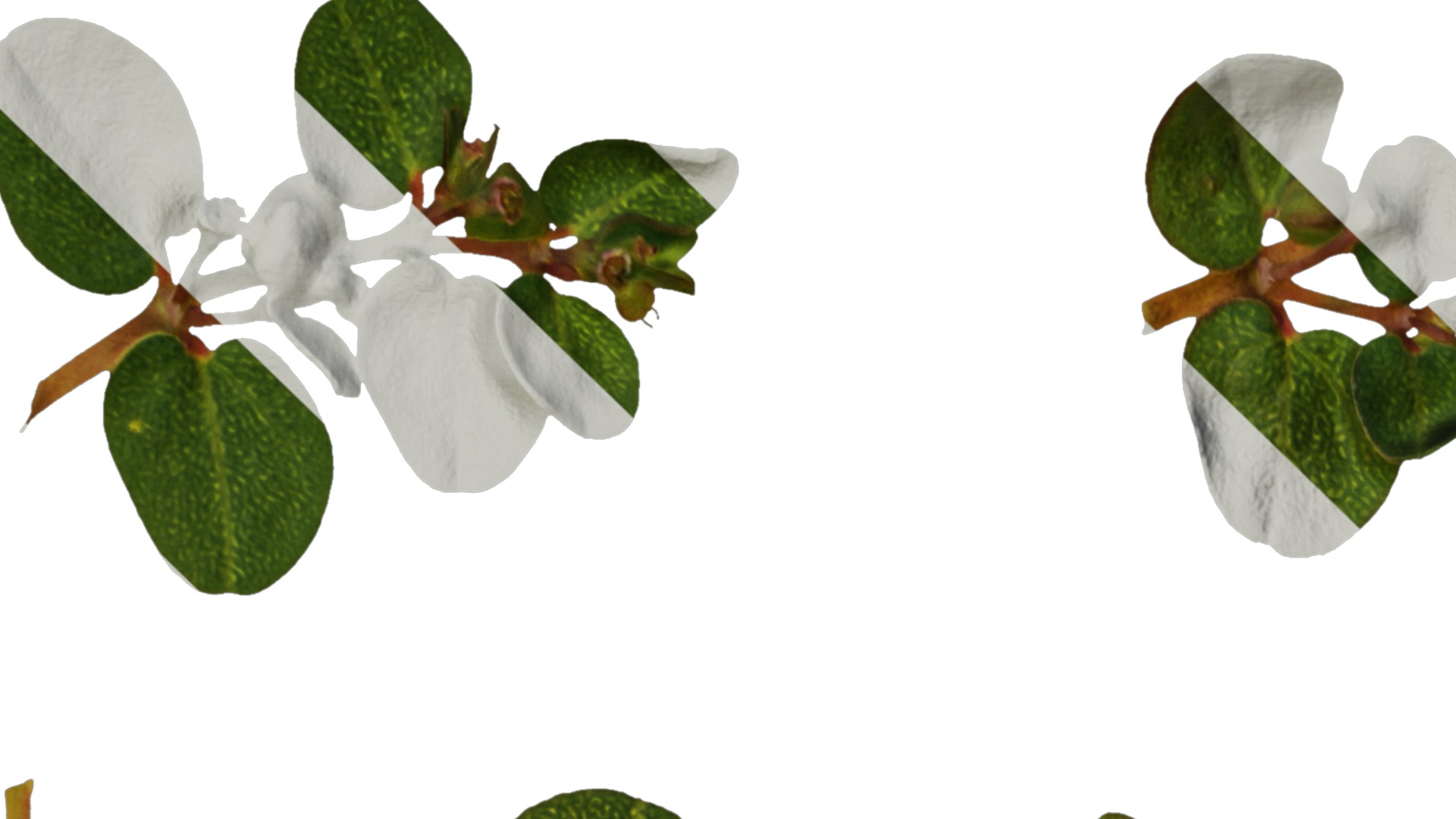 Anydrafts Euphorbia humifusa Atlas 03 Texture_1