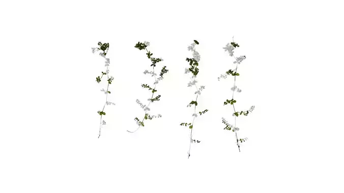 Anydrafts Euphorbia humifusa Atlas 04