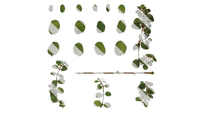 Anydrafts Euphorbia humifusa Atlas 05 Texture