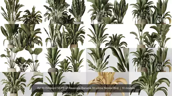 AV 10 Different SETS of Ravenala Banana Strelitzia Nicolai Bird  3D Model Collection
