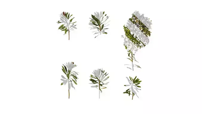 Anydrafts Euphorbia pekinensis Atlas 01