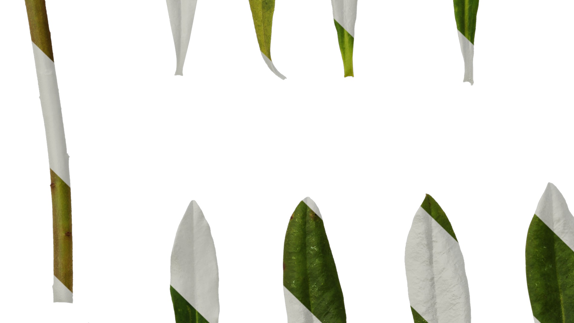 Anydrafts Euphorbia pekinensis Leaf 01 Texture_5