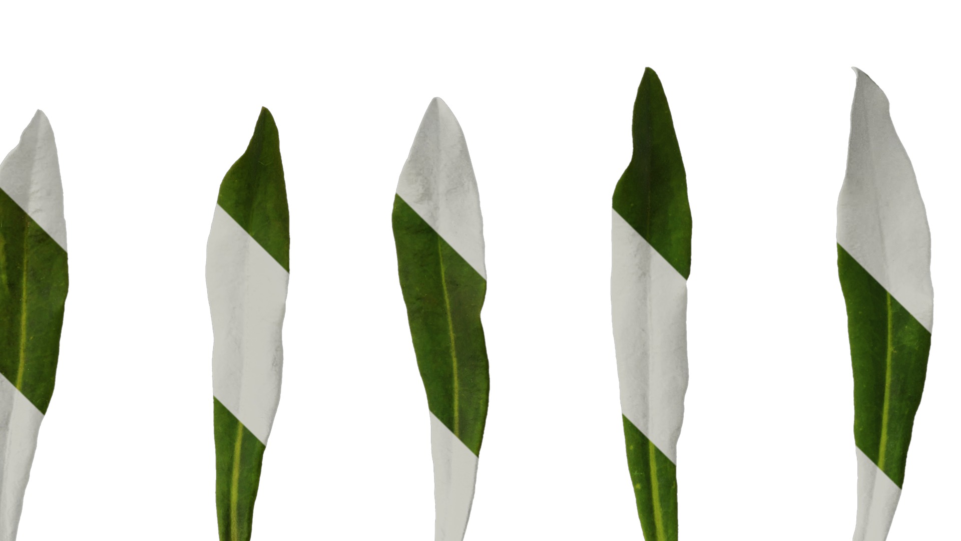 Anydrafts Euphorbia pekinensis Leaf 01 Texture_4