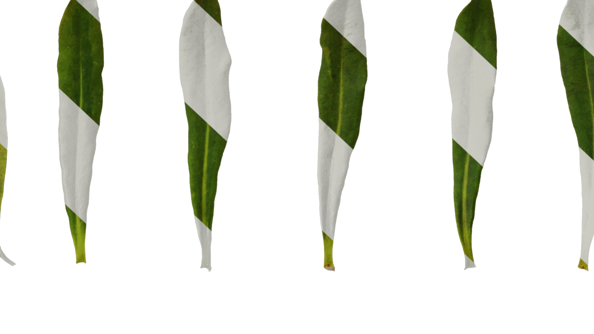 Anydrafts Euphorbia pekinensis Leaf 01 Texture_7