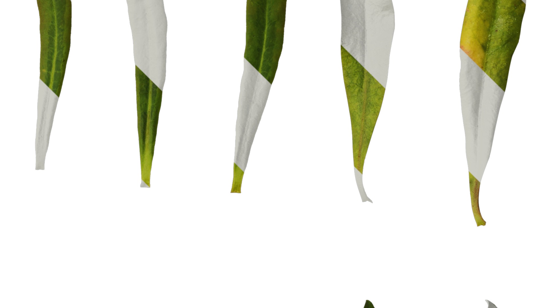 Anydrafts Euphorbia pekinensis Leaf 01 Texture_2