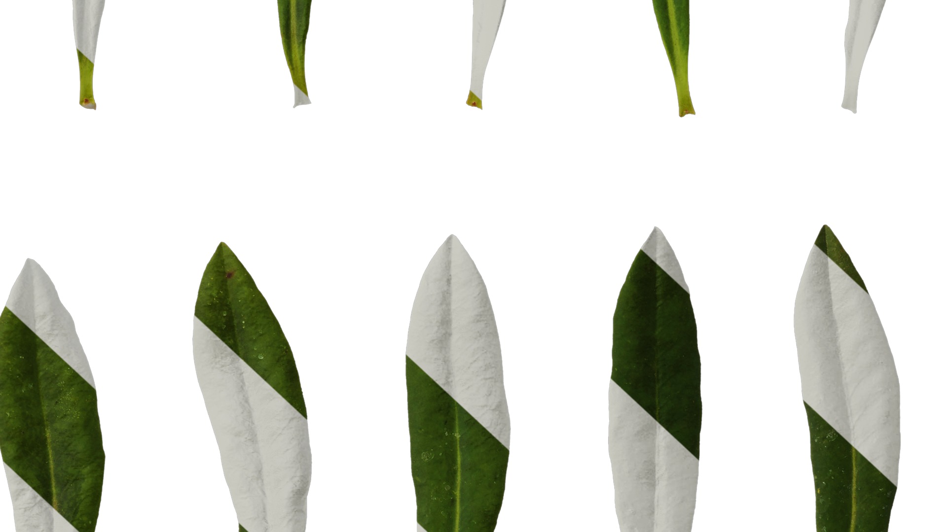 Anydrafts Euphorbia pekinensis Leaf 01 Texture_6