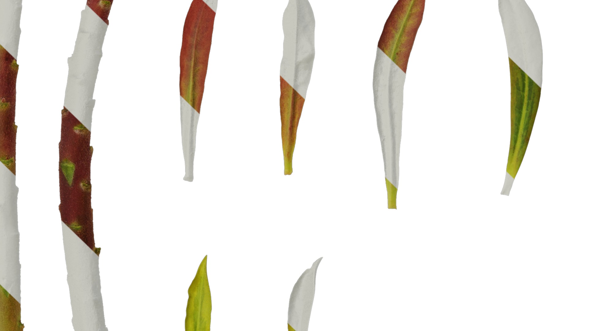 Anydrafts Euphorbia pekinensis Leaf 01 Texture_1