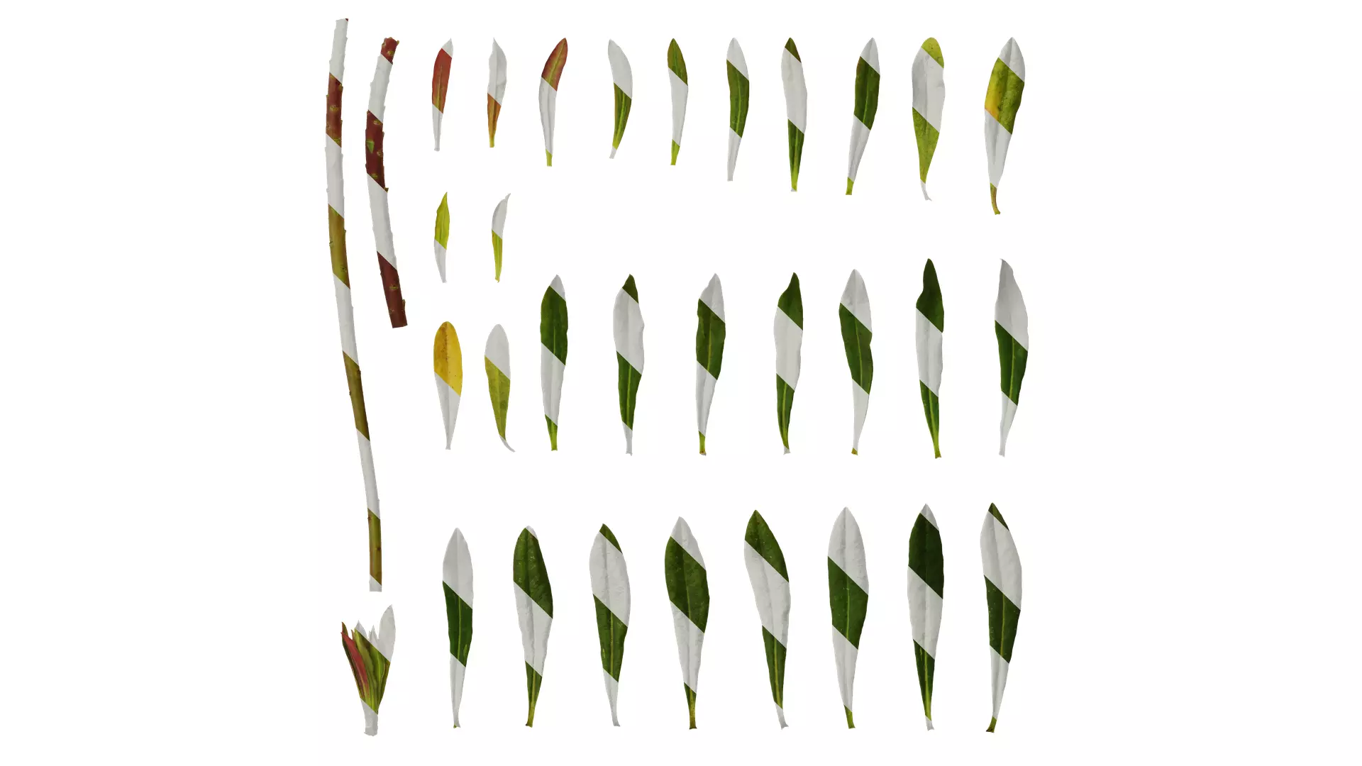 Anydrafts Euphorbia pekinensis Leaf 01 Texture_0