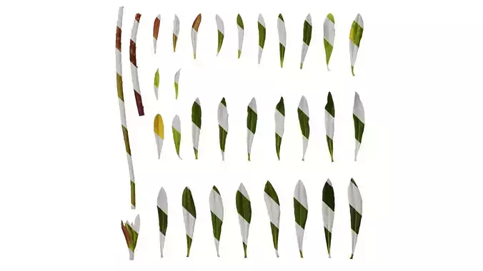 Anydrafts Euphorbia pekinensis Leaf 01