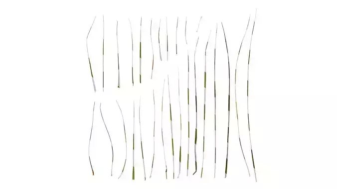 Anydrafts Festuca arundinacea Leaf 01 Texture