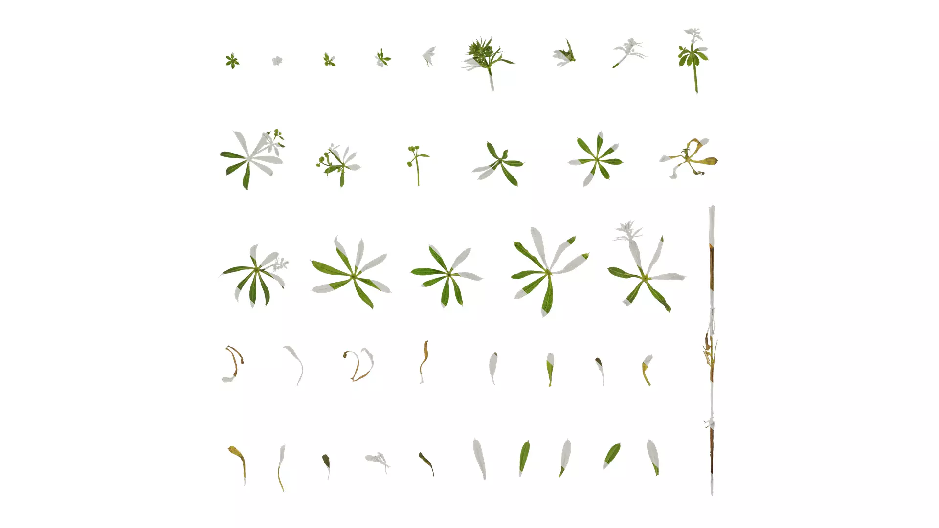 Anydrafts Galium aparine Atlas 02 Texture_0