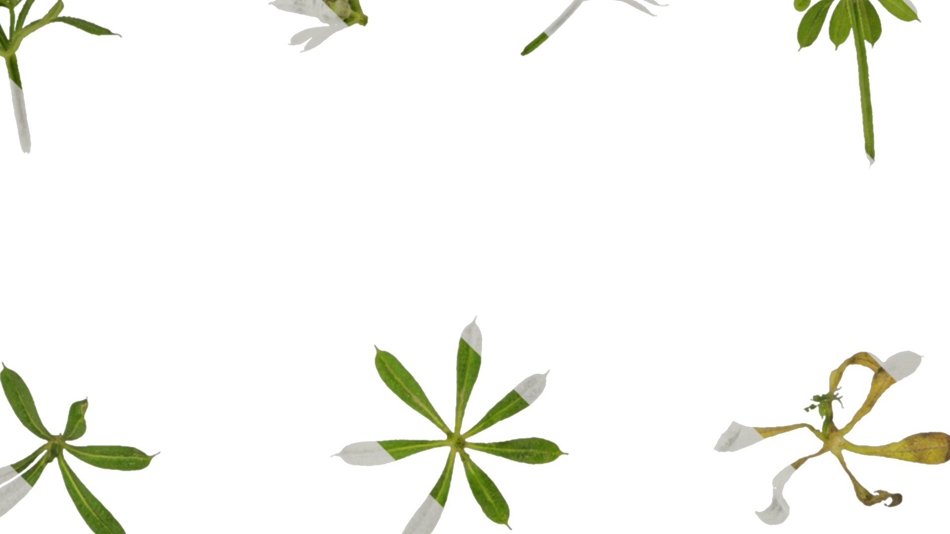 Anydrafts Galium aparine Atlas 02 Texture_2