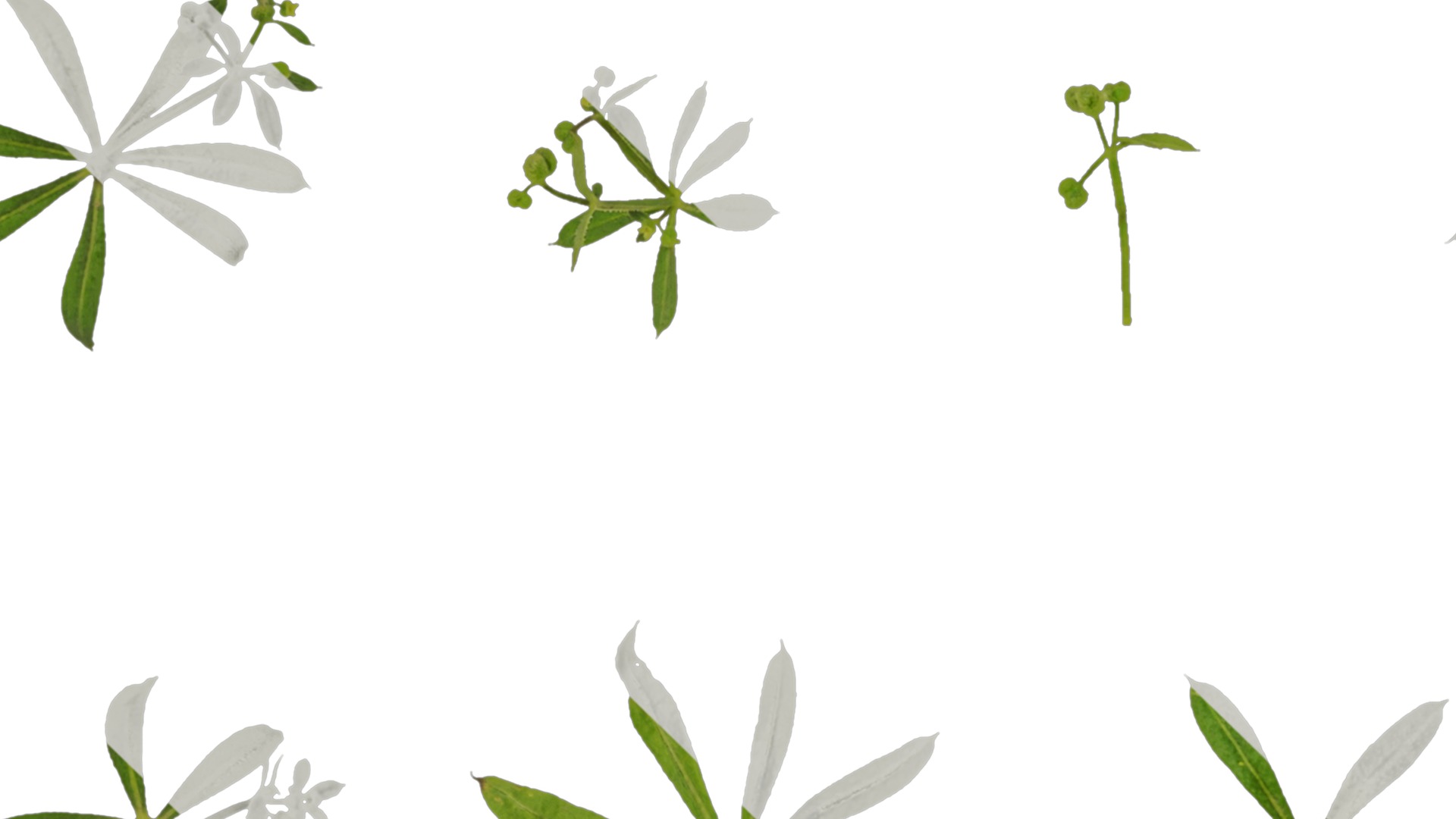 Anydrafts Galium aparine Atlas 02 Texture_3