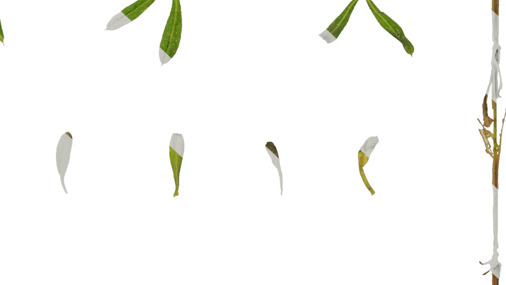 Anydrafts Galium aparine Atlas 02 Texture_6