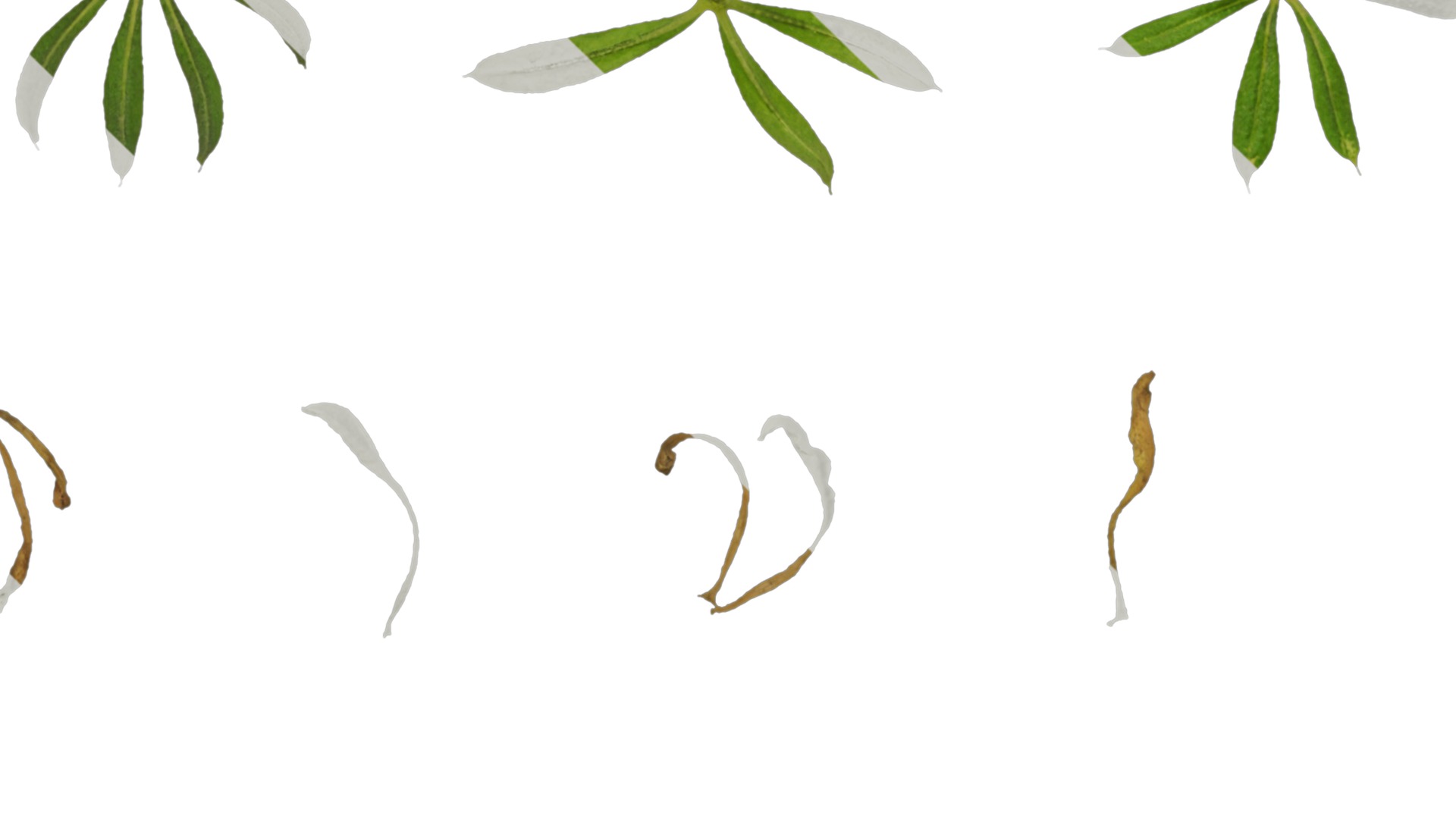 Anydrafts Galium aparine Atlas 02 Texture_5