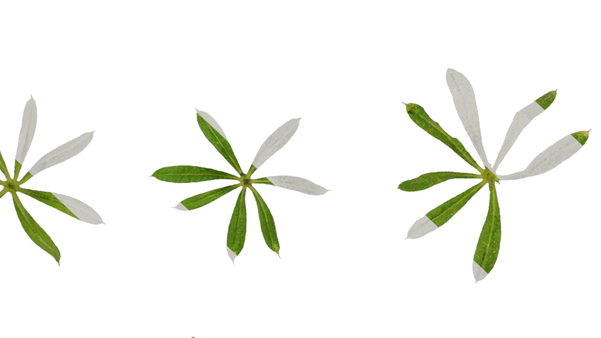 Anydrafts Galium aparine Atlas 02 Texture_7