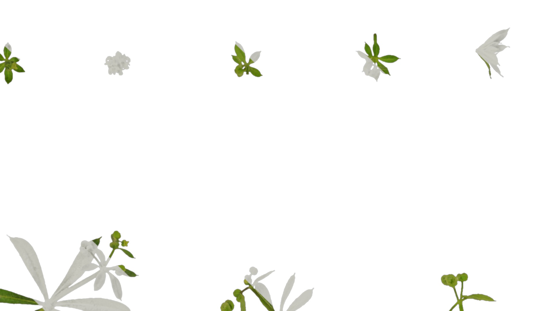 Anydrafts Galium aparine Atlas 02 Texture_1