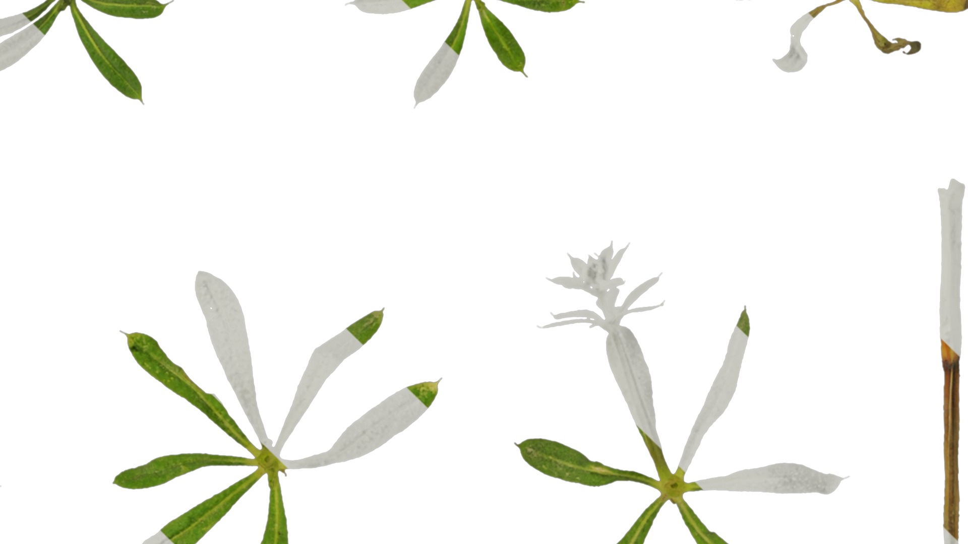 Anydrafts Galium aparine Atlas 02 Texture_4