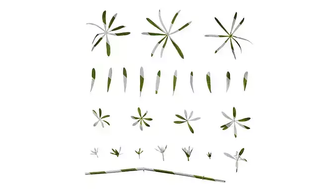 Anydrafts Galium aparine Atlas 03