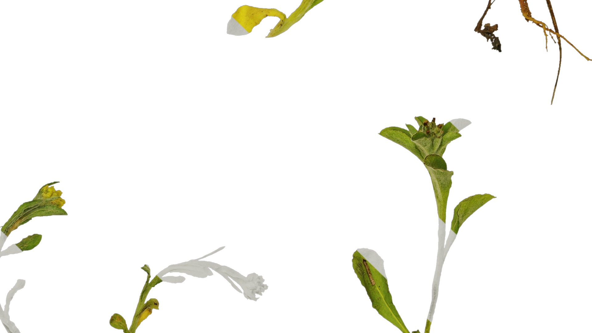 Anydrafts Gnaphalium affine Atlas 01 Texture_5