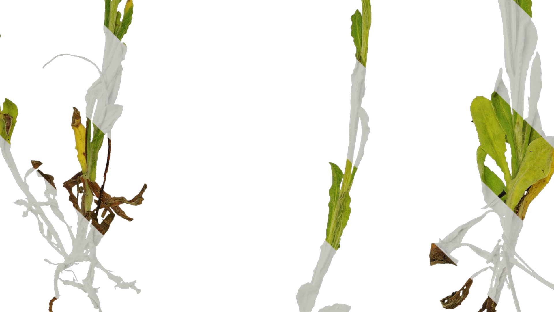 Anydrafts Gnaphalium affine Atlas 01 Texture_3