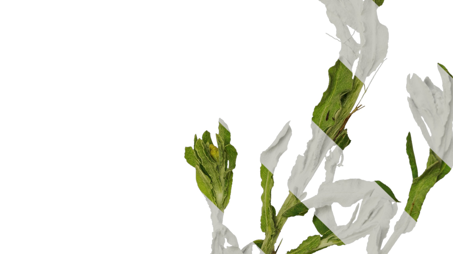 Anydrafts Gnaphalium affine Atlas 01 Texture_4