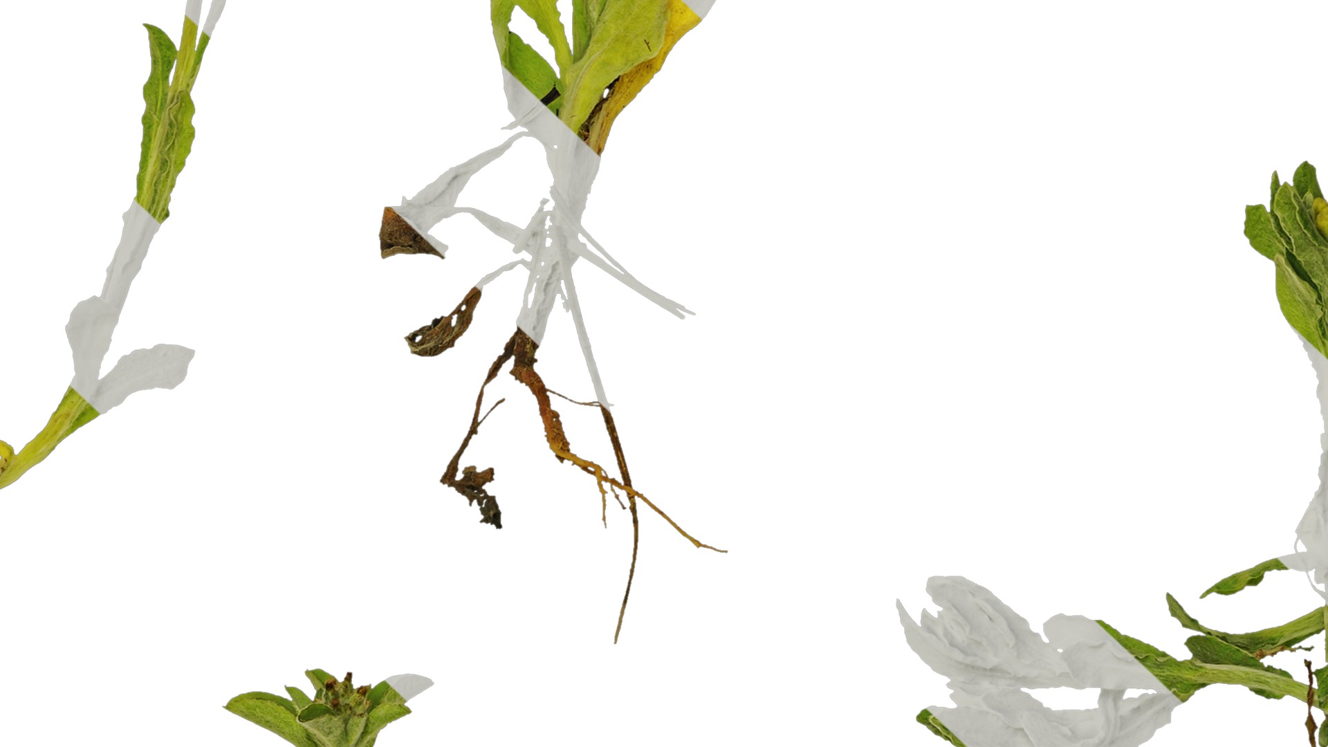 Anydrafts Gnaphalium affine Atlas 01 Texture_7