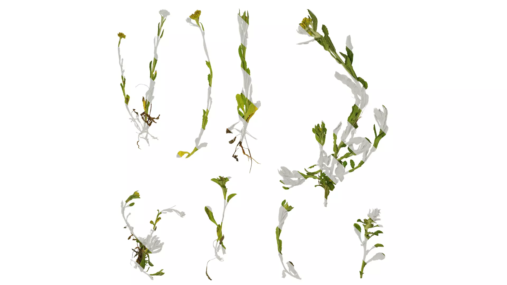 Anydrafts Gnaphalium affine Atlas 01 Texture_0