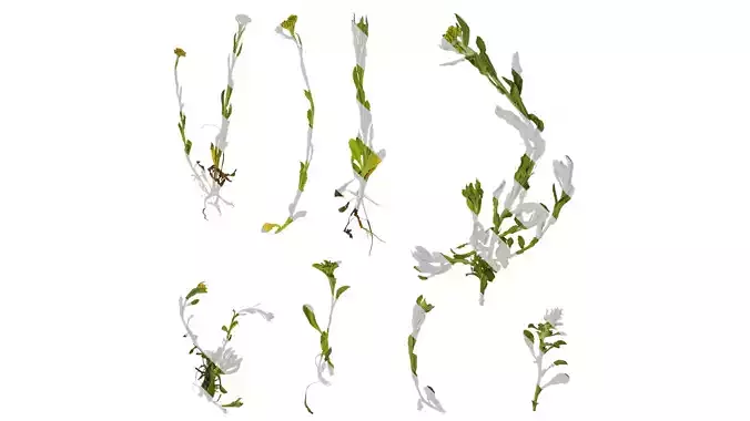 Anydrafts Gnaphalium affine Atlas 01